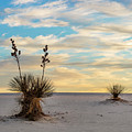 First Light With Yucca