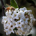 Gathering Nectar