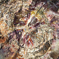  Tree Rings To Mosaic Stone
